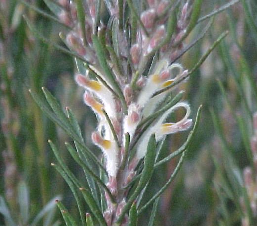 Adenanthos  detmoldii - Jug  Flower