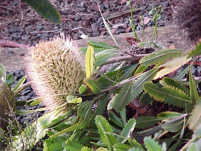 Banksia  aemula - Wallum  Banksia