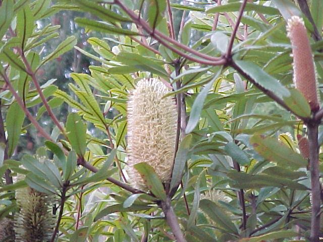 Banksia  oblongifolia - 