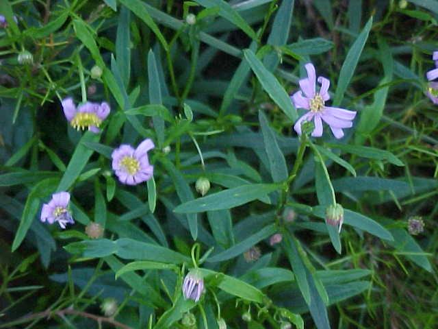 Brachyscome  angustifolia - Stiff  Daisy