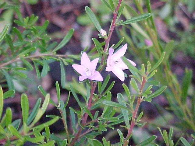 Crowea  exalata  open  form - Pink  Wax  flower