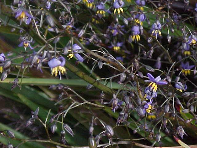 Dianella  tasmanica - Forest  Flax  Lily