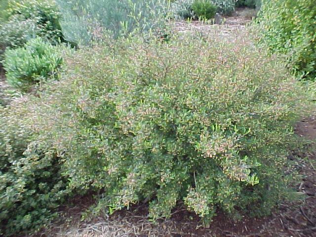 Dodonaea  boronifolia - Fern  Leaf  Hop  Bush