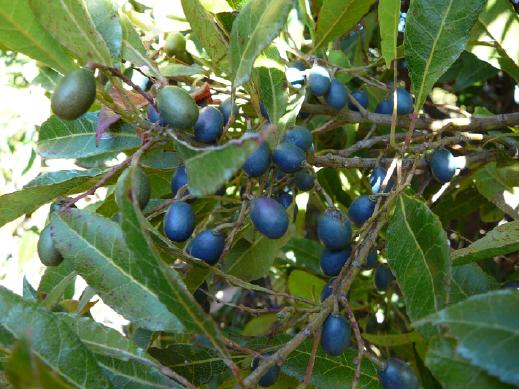 Elaeocarpus  reticulatus - Blueberry  Ash