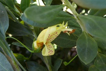 Eremophila  maculata - Spotted  Fuschia