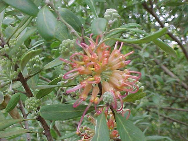 Grevillea  olivacea - Olive  leaf  Grevillea
