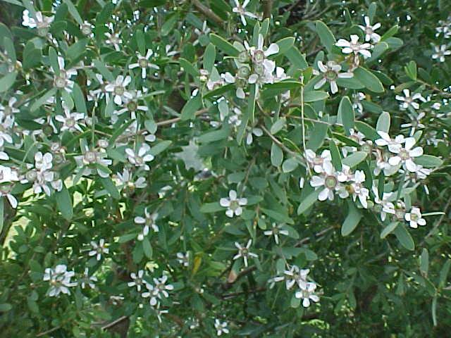 Leptospermum  laevigatum - Coastal  Tea  Tree