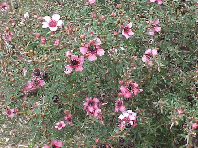 Leptospermum  Pink  Pixie - L. scoparium  hybrid