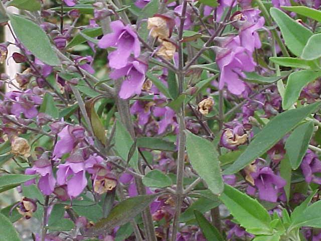 Prostanthera  ovalifolia - Purple  Mintbush