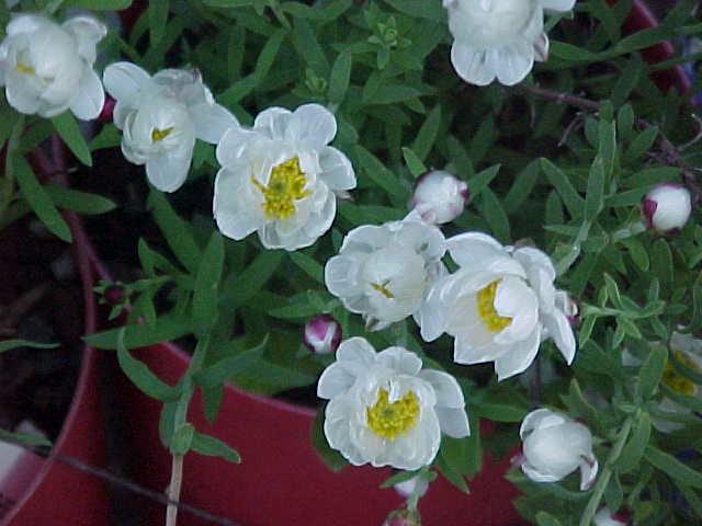 Rhodantha  anthemoides - Camomile  Sunray
