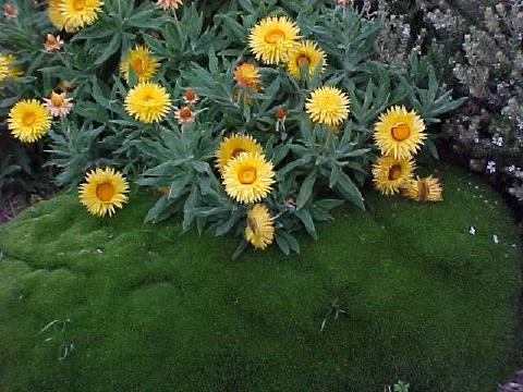 Scleranthus  biflorus - Cushion  Plant