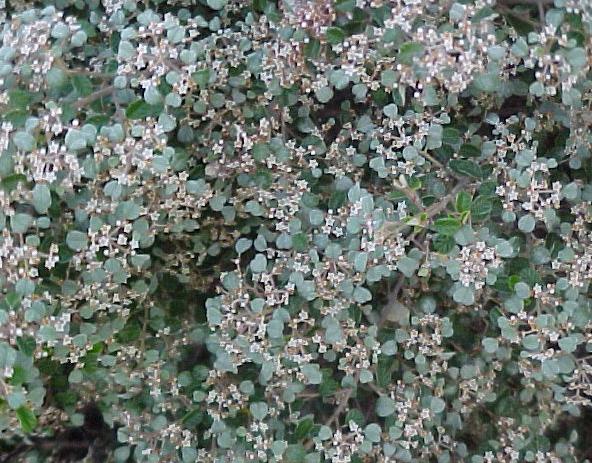 Spyridium  parvifolium - Coast  Dustymiller