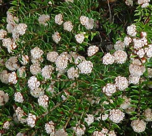 Stenanthemum   scortechinii - syn.   Cryptandra  scort.