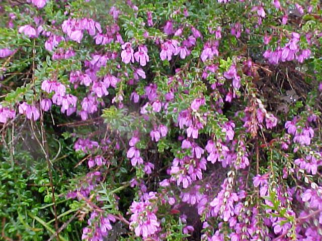 Tetratheca  thymifolia  pink - Pink  Thyme  Bells