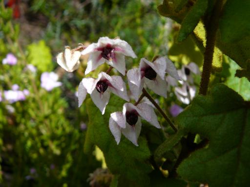 Thomasia  solanacea - Oak  Leaf  Paper  Flower