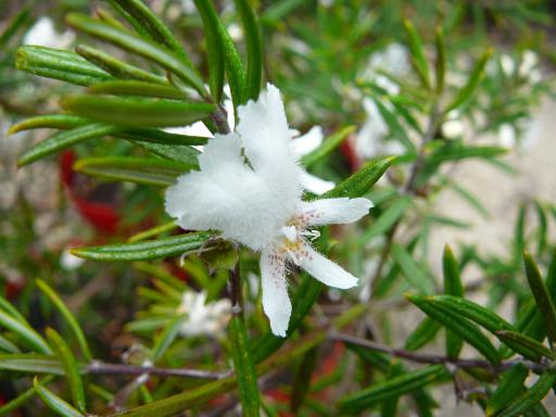 Westringia  angustifolia - 