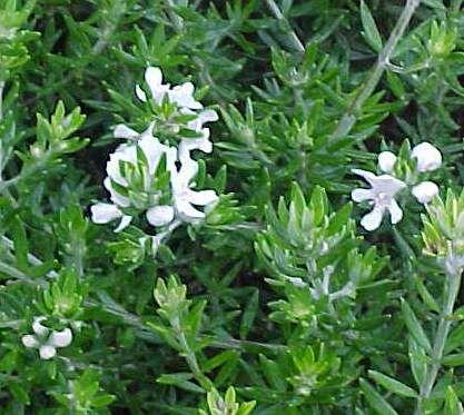 Westringia  fruticosa - Coastal  Rosemary