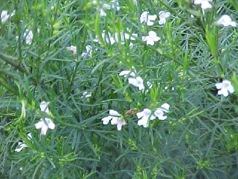 Westringia  longifolia  white - 