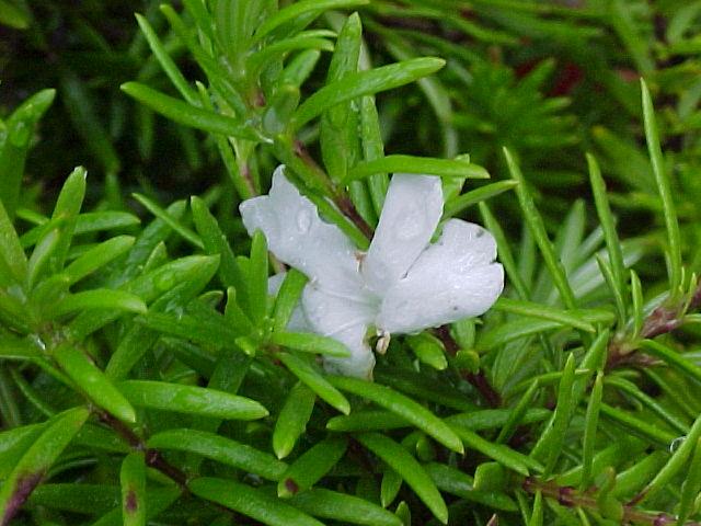 Westringia  White  Rambler - 