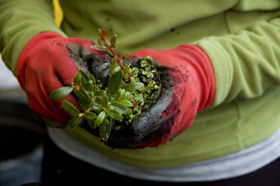 taking the weeds from the young plants