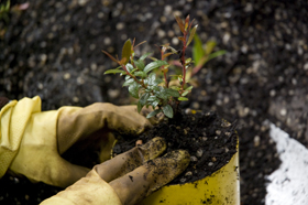 firming the dirt around the plant