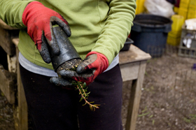 firming the dirt around the plant