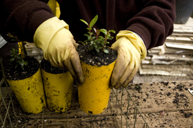 taking the weeds from the young plants