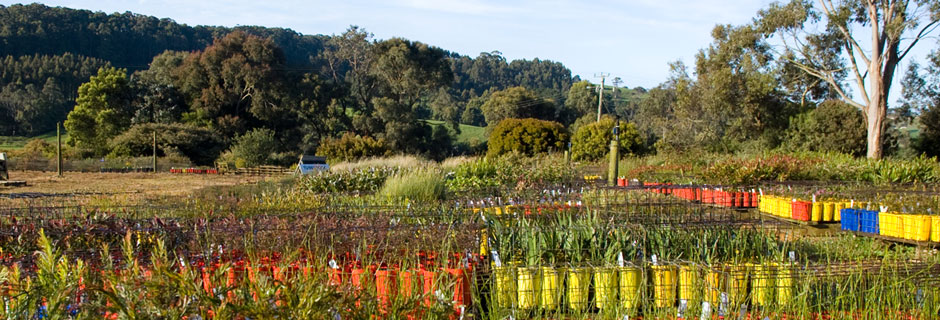 Australian Native Plants in Tasmania