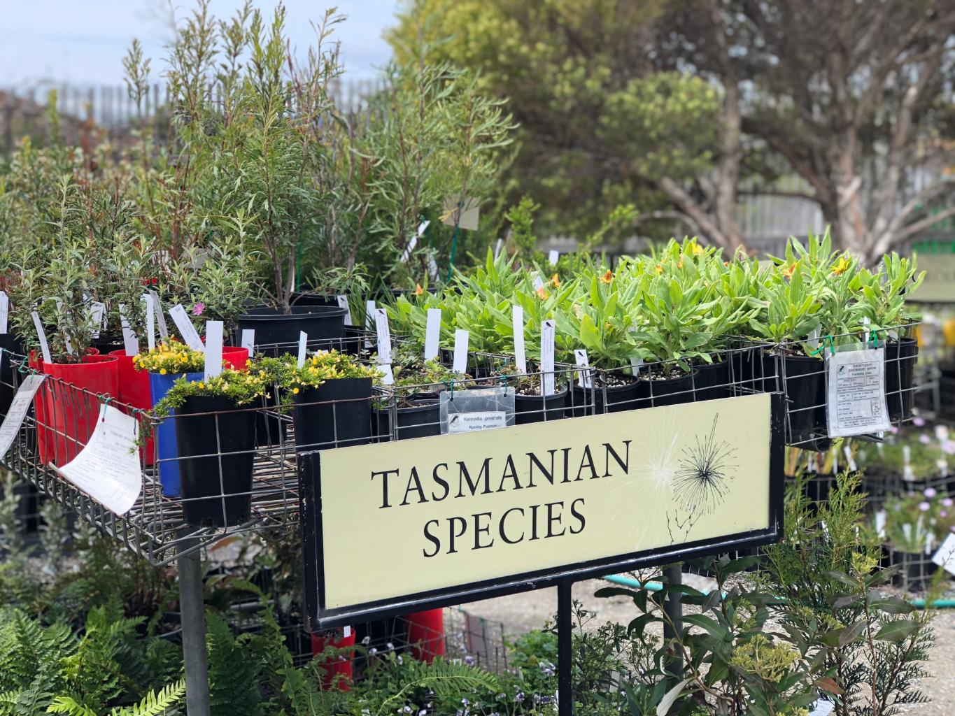 Native Tasmanian plants stock