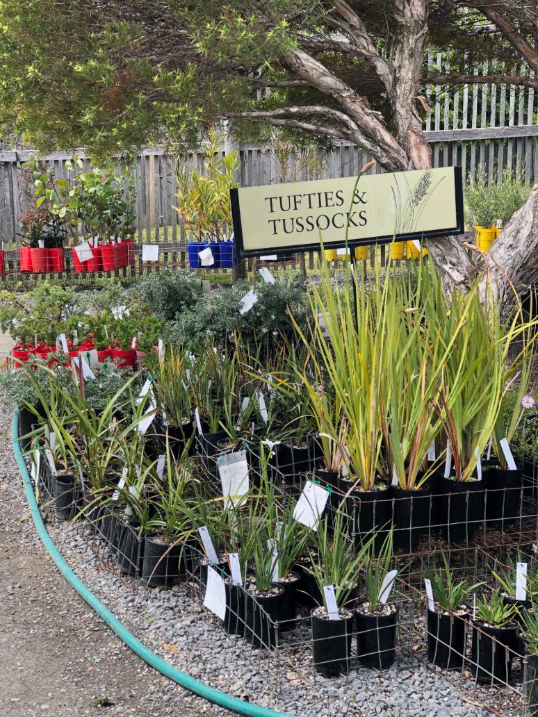 Native Tasmanian plants stock