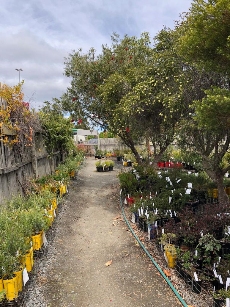 Native Tasmanian plants stock