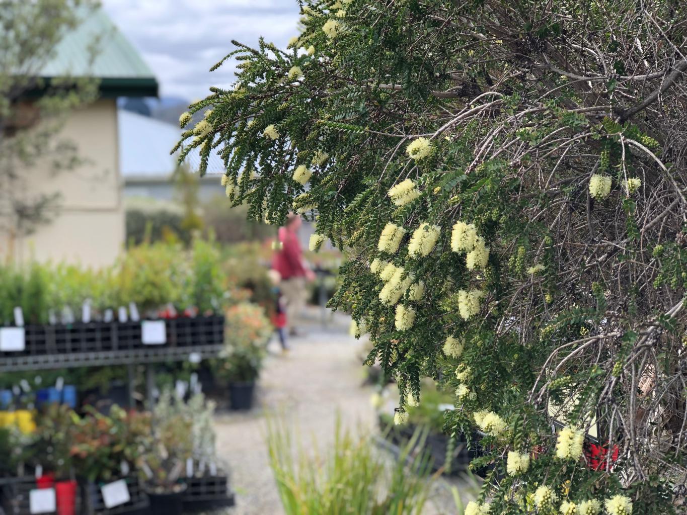 Native Tasmanian plants stock