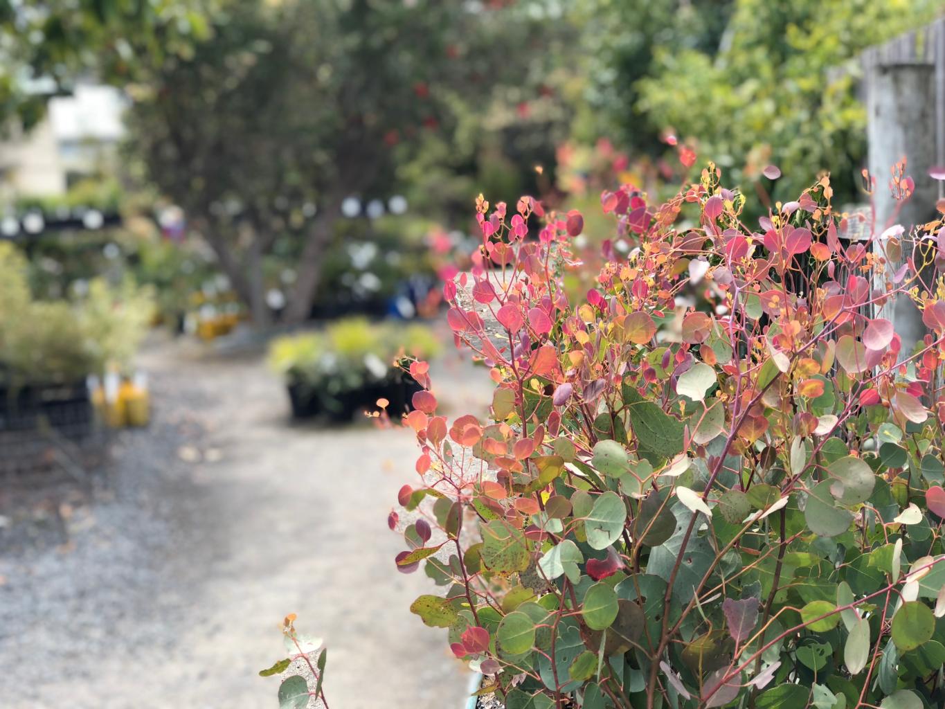 Native Tasmanian plants stock