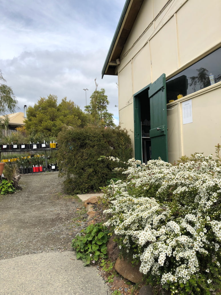 Native Tasmanian plants stock