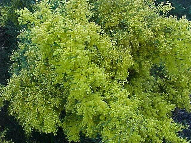 Acacia  boormanii - Snowy  River  Wattle
