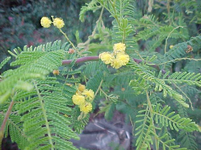 Acacia  cardiophylla - Wyalong  Wattle