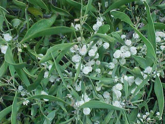 Acacia  melanoxylon - Blackwood