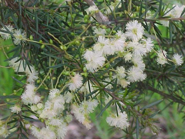 Acacia  riceana - Arching  Wattle