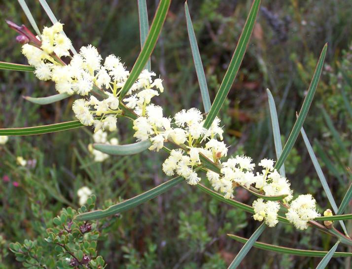 Acacia  suaveolens - Sweet  Wattle