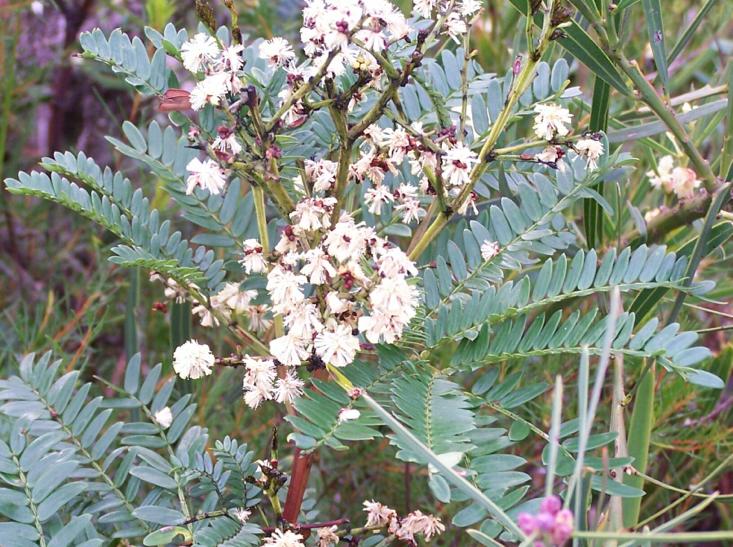 Acacia  terminalis - Small  Cedar  Wattle