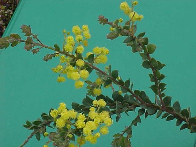 Acacia  vestita - Hairy  Wattle