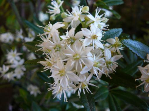 Acradenia  frankliniae - Whitey  Wood