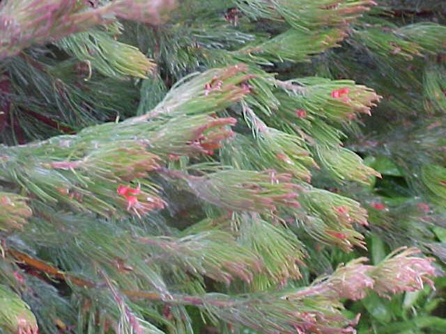 Adenanthos  sericea - Woollybush