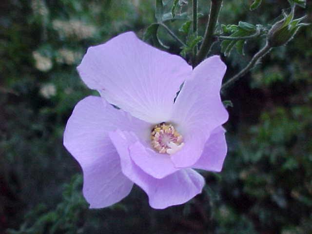 Alyogyne  huegelii  purple - Native  Hibiscus