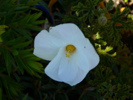 Alyogyne  huegelii  white - Native  Hibiscus