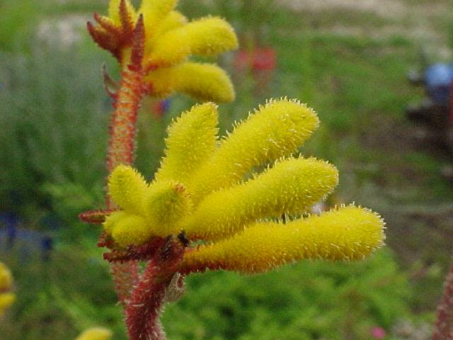 Anigozanthos  Yellow  Gem - Kangaroo Paw