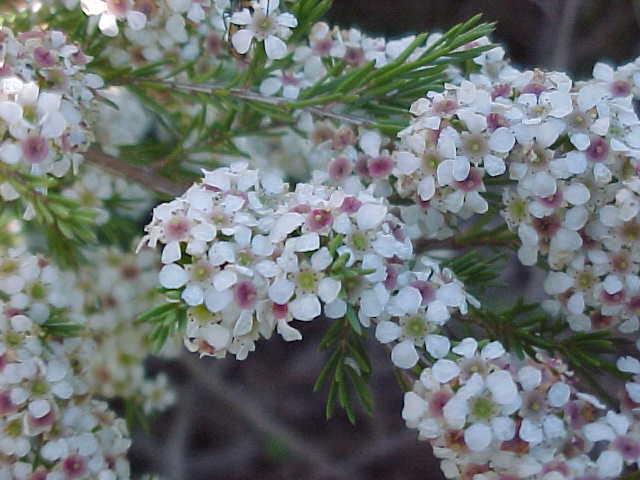 Baeckea  densifolia - Heath  Myrtle