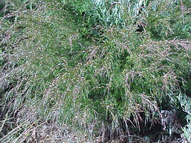 Baeckea  linifolia - Weeping  Baeckea