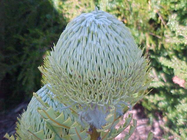 Banksia  baxteri - Bird's  Nest  Banksia