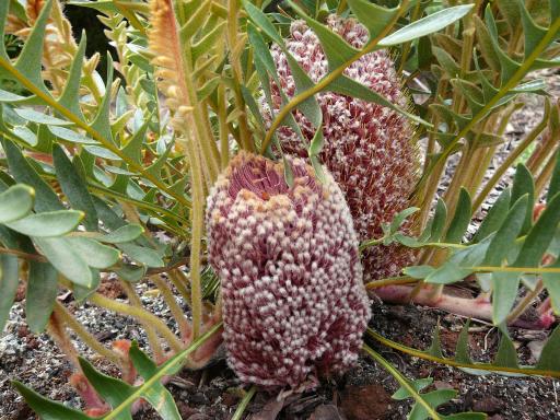 Banksia  blechnifolia - Fern  leaved  Banksia